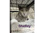 Adopt Shelley a Russian Blue