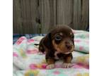 Dachshund Puppy for sale in Fredericksburg, VA, USA