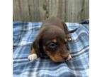 Dachshund Puppy for sale in Fredericksburg, VA, USA