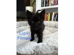 Adopt Lupin a Domestic Medium Hair