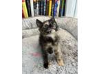 Adopt Trudie a Domestic Short Hair