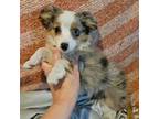 Miniature Australian Shepherd Puppy for sale in New Port Richey, FL, USA