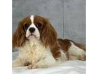 Cavalier King Charles Spaniel Puppy for sale in Shipshewana, IN, USA