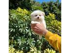 Pomeranian Puppy for sale in West Palm Beach, FL, USA