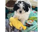 Maltipoo Puppy for sale in Sarasota, FL, USA