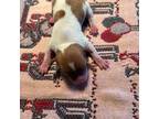 Parson Russell Terrier Puppy for sale in Hillsborough, NC, USA