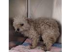 Adopt AC Smidge (Tilly) a Yorkshire Terrier