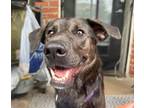 Adopt Posey a Labrador Retriever, Mixed Breed