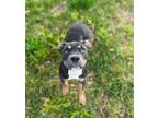 Adopt Peaches a Pit Bull Terrier, Mixed Breed