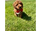 Mutt Puppy for sale in Upper Sandusky, OH, USA