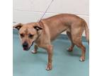 Adopt Caroline a Mixed Breed