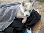 Adopt Pearl a Husky