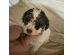 Mutt Puppy for sale in Holyoke, MA, USA