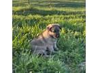 German Shepherd Dog Puppy for sale in Limestone, TN, USA