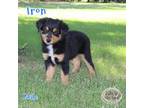 Miniature Australian Shepherd Puppy for sale in Paris, TX, USA