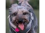 Adopt Juliet a Schnauzer