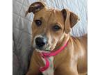 Adopt Brittany a Mixed Breed