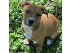 Adopt Brittany a Mixed Breed