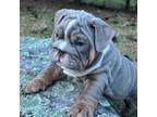 Bulldog Puppy for sale in Williamsport, PA, USA