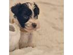 Schnauzer (Miniature) Puppy for sale in Cache, OK, USA