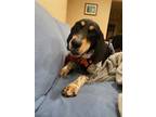 Adopt Tinkerbelle a Bluetick Coonhound