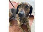 Adopt Pippa a Plott Hound