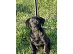 Adopt Petunia a Plott Hound, Mixed Breed