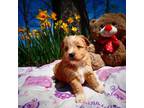 Poodle (Toy) Puppy for sale in Middleburg, VA, USA