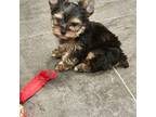 Yorkshire Terrier Puppy for sale in Festus, MO, USA