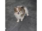 Pomeranian Puppy for sale in Festus, MO, USA