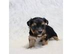 Yorkshire Terrier Puppy for sale in Festus, MO, USA