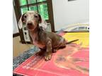 Dachshund Puppy for sale in Atlanta, GA, USA