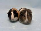 Adopt Pippa a Guinea Pig