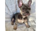 French Bulldog Puppy for sale in San Antonio, TX, USA