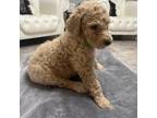 Mutt Puppy for sale in The Woodlands, TX, USA