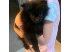 Pomeranian Puppy for sale in Bethel Park, PA, USA