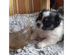 Mi-Ki Puppy for sale in Streamwood, IL, USA