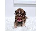 Bulldog Puppy for sale in Jefferson City, MO, USA