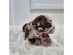 Bulldog Puppy for sale in Jefferson City, MO, USA
