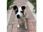 Adopt Baily a Jack Russell Terrier, Terrier