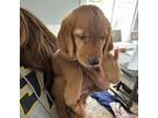 Golden Retriever Puppy for sale in Lake Grove, NY, USA