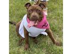Adopt Maggie a Pit Bull Terrier, Mixed Breed