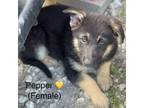 Adopt Pepper a German Shepherd Dog