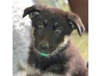 Adopt Emerald a German Shepherd Dog