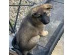 Adopt Sassafrass a German Shepherd Dog