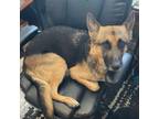 Adopt Jade a German Shepherd Dog