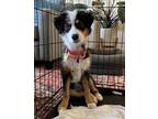 Adopt Kylie a Border Collie