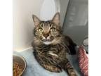 Adopt Whisper a Domestic Medium Hair, Domestic Short Hair