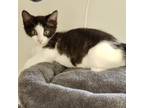 Adopt Clover a Domestic Short Hair