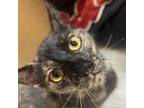 Adopt Annabelle a Domestic Short Hair